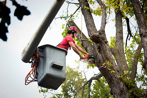 Best Fruit Tree Pruning  in Highland, CA